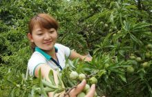 德江安家渡“空心李”又是一个丰收年