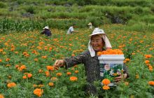 松桃·万亩万寿菊喜获丰收