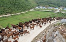 松桃盘石发展生态养殖牧业