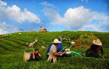 松桃世昌茶园美景如画