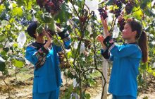 松桃沙坝乡巨峰葡萄大丰收 正是采摘的好时节