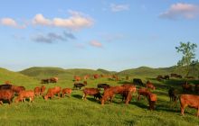 松桃黔东草海牛儿壮