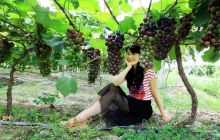 江口闵孝寨葡萄基地的葡萄熟了