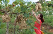 玉屏：新店乡生态葡萄现代农业园区喜收第一桶金