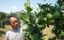 德江潮砥新华村500亩脐橙丰收在望