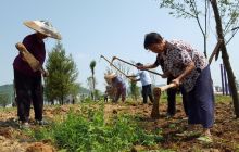 松桃盘石农民秋种忙