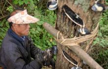 难以“割舍”的热爱 ——探访深山苗乡割漆工