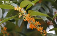 万山区大坪乡丹桂飘香