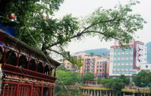 江岸大树倾倒在游廊顶部 市园林局及时砍树排险