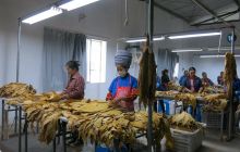 松桃正大瓦窑烤烟烘烤收购忙