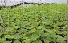 德江鸟坪村蔬菜基地瓜苗长势喜人