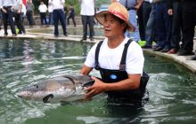 铜仁建成良种猪场177个 上半年出栏肉猪136万头