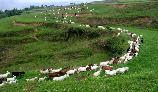 附图9-4 晴隆县生态畜牧业现代农业示范园区2013~2020年中压配电网