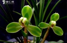 桃源中兰花飘香