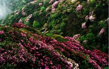 梵净花海