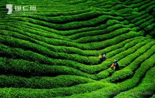 黔东茶海