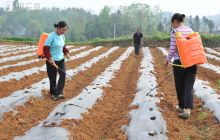 松桃农民田间度