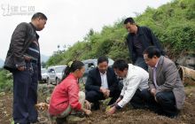 德江掀起烤烟移栽高潮