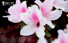 镜里寻觅花色舞