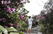 梵净山杜鹃怒放迎客