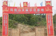 德江今年新增天麻15万平方米