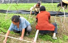 松桃孟溪：安山农民初夏忙产业