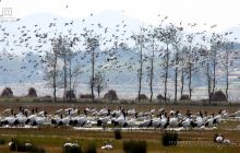 田茂梁作品《家园》在“百鸟之都，魅力威宁”全国摄影大展中获铜质收藏奖