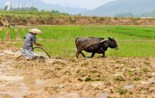松桃：农民抢抓时节忙插秧