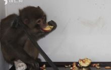 石阡佛顶山下上演特别生命接力