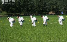 印江科学治理水稻病虫害 保“米袋子”安全