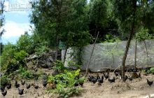 特色养殖政策好，林下养鸡富农家