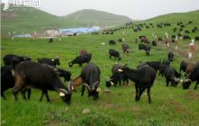 “档案”挂耳边 松桃给牲畜佩戴“身份证”