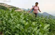 “整乡推进”扶贫开发为农民 建成增收致富“银行”