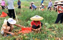 松桃：普觉圆梗脚村百合喜获丰收