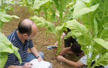 国家烟草局领导和专家到德江县检查指导工作