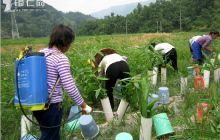 印江农民在家门口就业