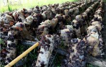 印江食用菌生产如火如荼