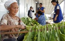 德江烤烟全面进入烘烤