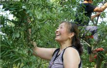 德江市民到城郊自助摘果