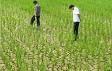 松桃旱灾不断“升温”