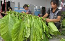 长坪乡烤烟种植势头良好