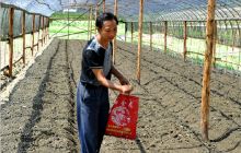 松桃孟溪：安山农民大力发展无公害蔬菜奔致富