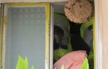 马蜂灾害频发季节 百花路中队为民排忧