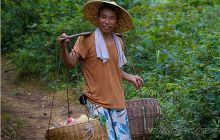 寨桂桃子喜获丰收