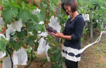 大兴镇农民“葡萄+养殖”奔致富