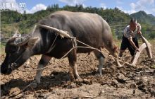 印江留守老人抢播抢种冬季蔬菜