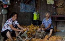 铜仁河西办事处锡堡村今年玉米喜获丰收