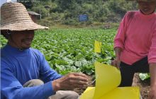 印江：科技服务菜农抗大旱保增收