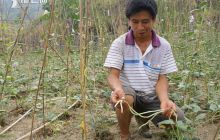 德江：秋季蔬菜获丰收