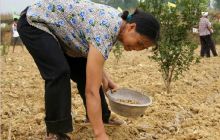 德江抢种2万亩秋季马铃薯